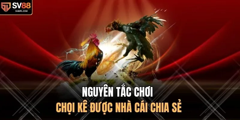 Nguyên tắc chơi chọi kê được nhà cái chia sẻ